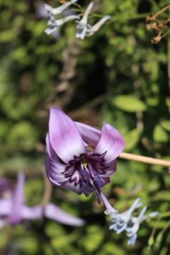 カタクリの花