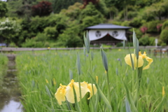 花菖蒲園