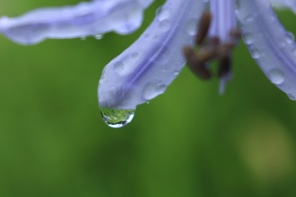 庭に咲く花　番外　その先に光は？