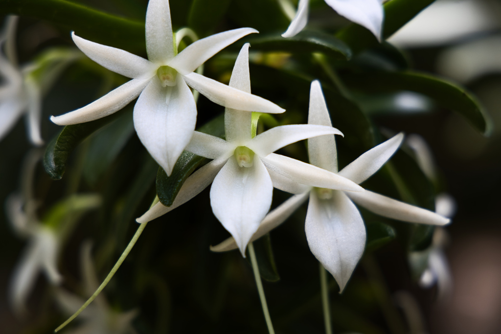 牧野植物園の花１０