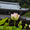 本堂前蓮