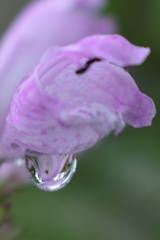 雫（花虎の尾の花）