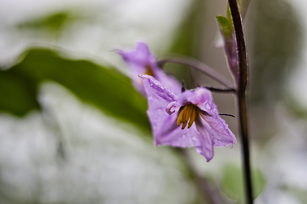 Eggplant