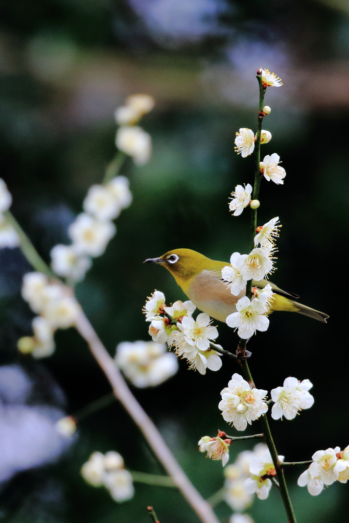 くちばしに雄蕊を添えて