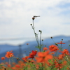 Autumn sky