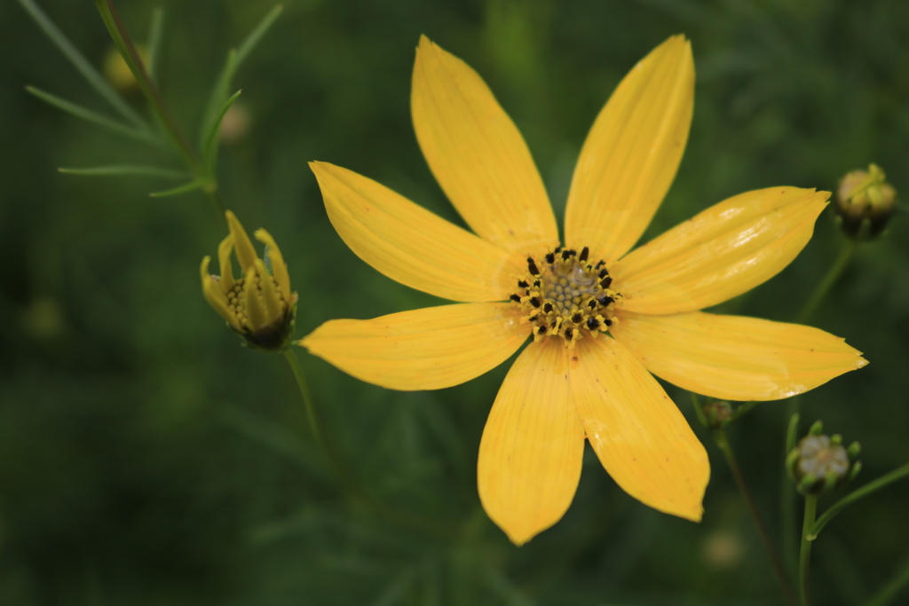 イトバハルシャギク