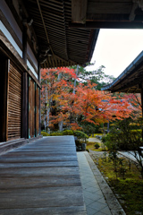 先の紅葉