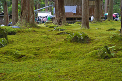平泉寺　苔３