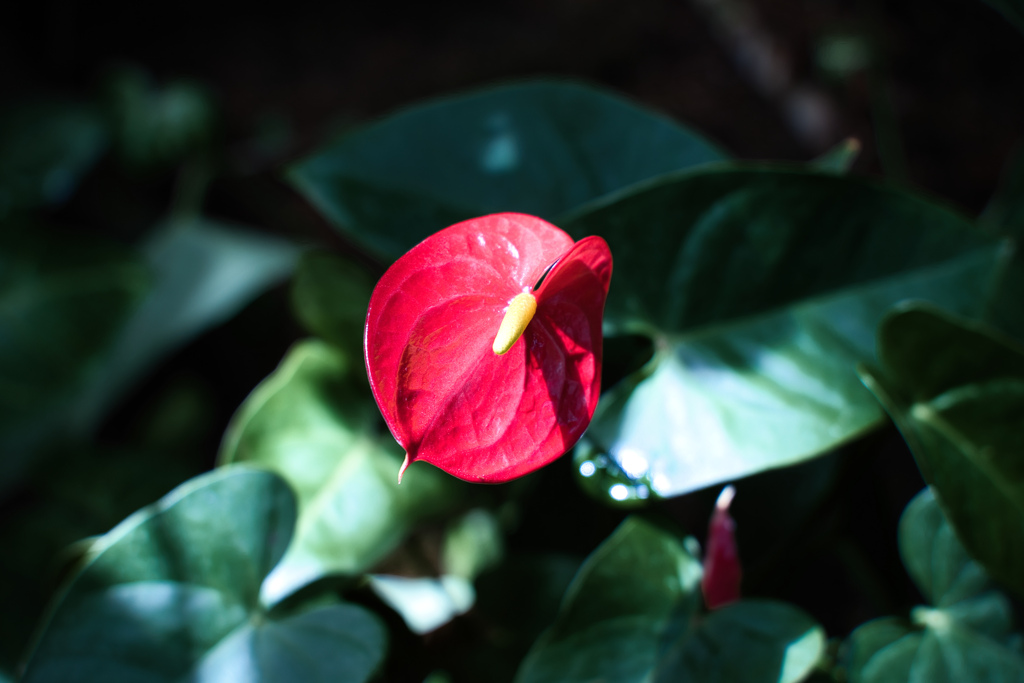 牧野植物園の花１７