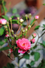 蔓薔薇（幼木）