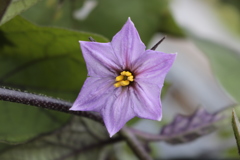 茄子の花