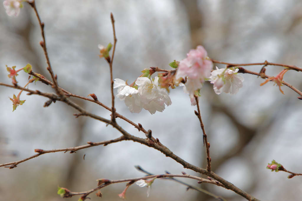 子福桜１