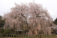 しだれ桜