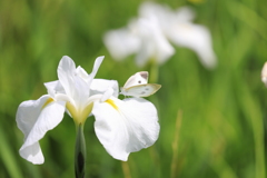 白い花菖蒲に紋白蝶