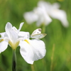 白い花菖蒲に紋白蝶