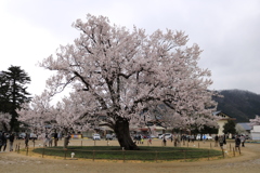 校庭の桜