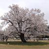 校庭の桜
