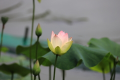 Lotus１