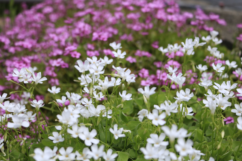 芋片喰（紅白）