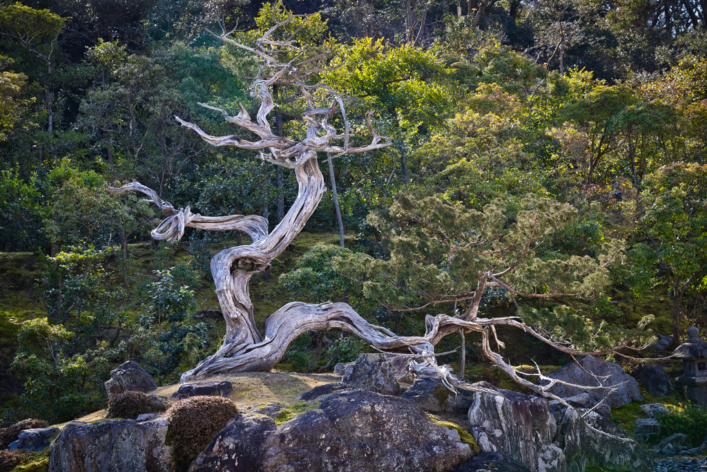 鶴亀の庭園 亀島