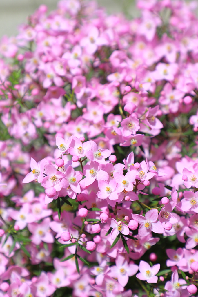 庭のボロニアピナータ