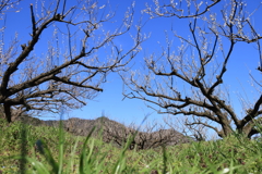 三方　梅園