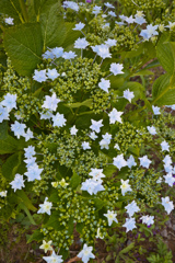 墨田の花火No.94