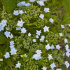 墨田の花火No.94