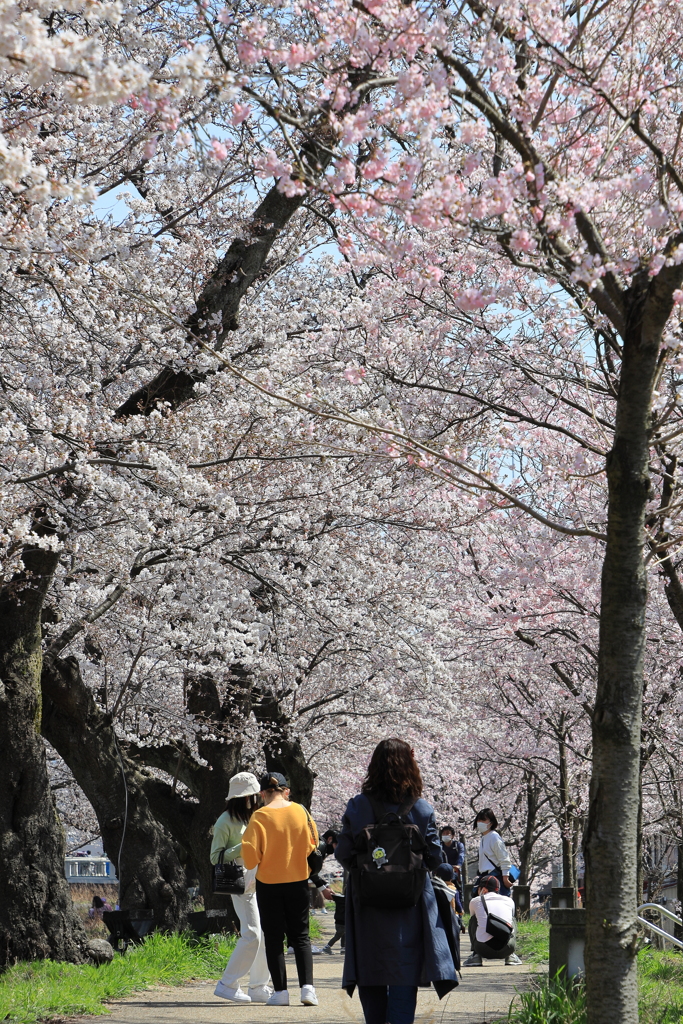 桜並木を行く