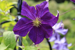 大安禅寺の薔薇園6
