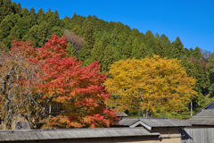 朝倉復元街並みの紅葉