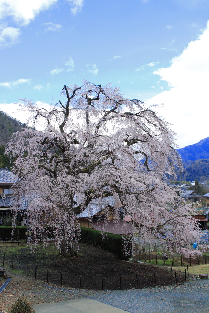 妙祐寺　枝垂れ桜