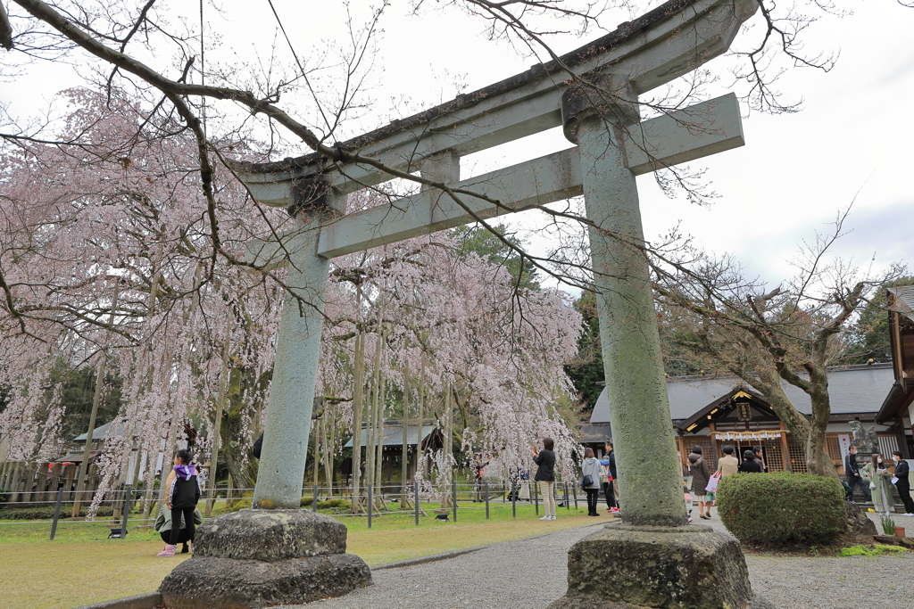 足羽神社の枝垂れ桜１
