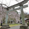 足羽神社の枝垂れ桜１