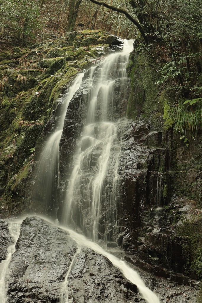 秋芳　白糸の滝　右