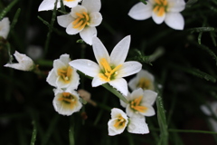 タマスダレNo127
