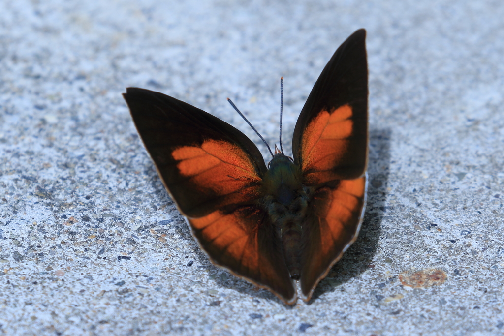 ウラギンシジミ　表