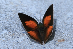 ウラギンシジミ　表