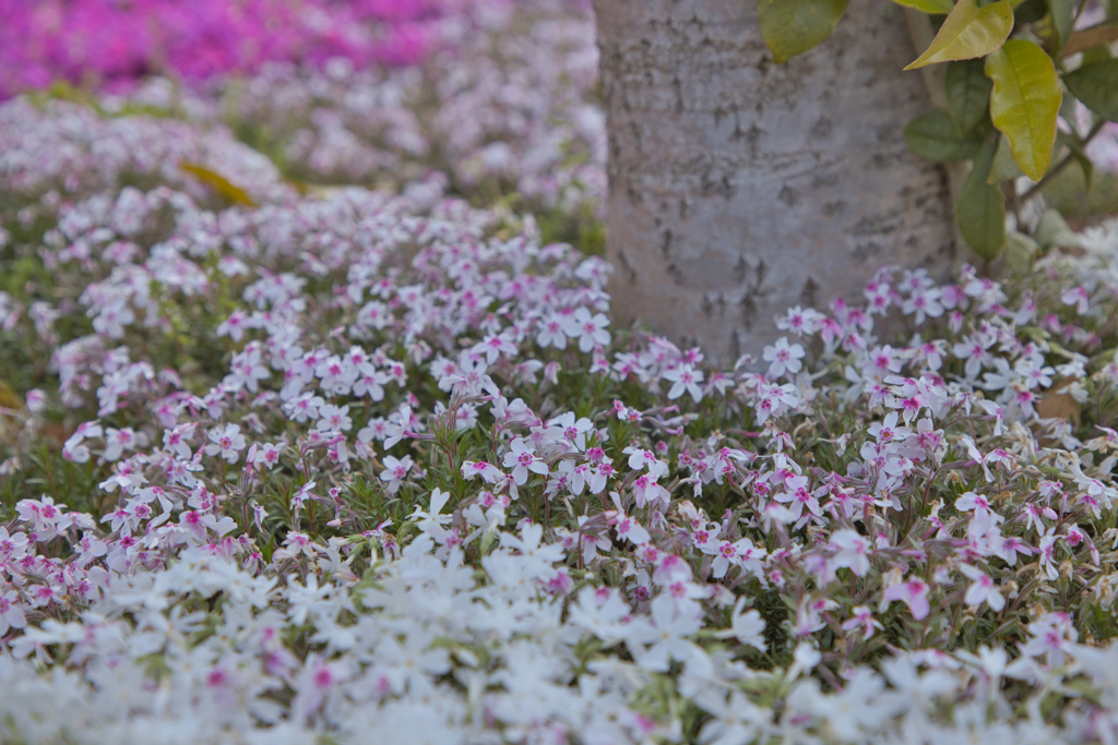 花園