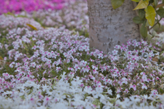 花園