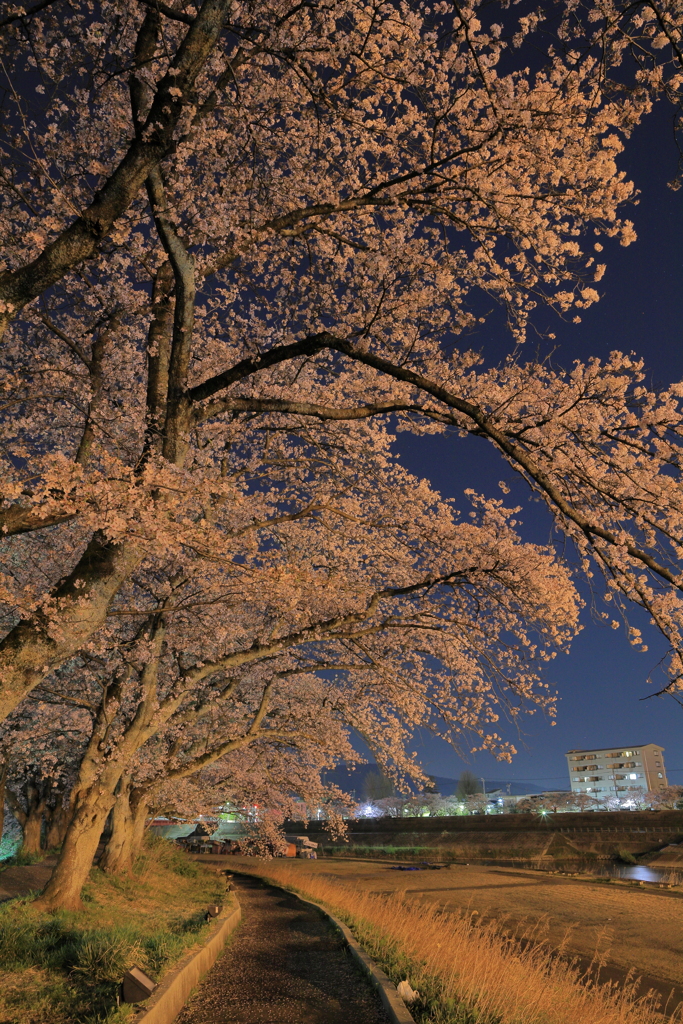 足羽川夜桜２