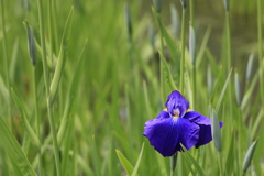 花菖蒲2