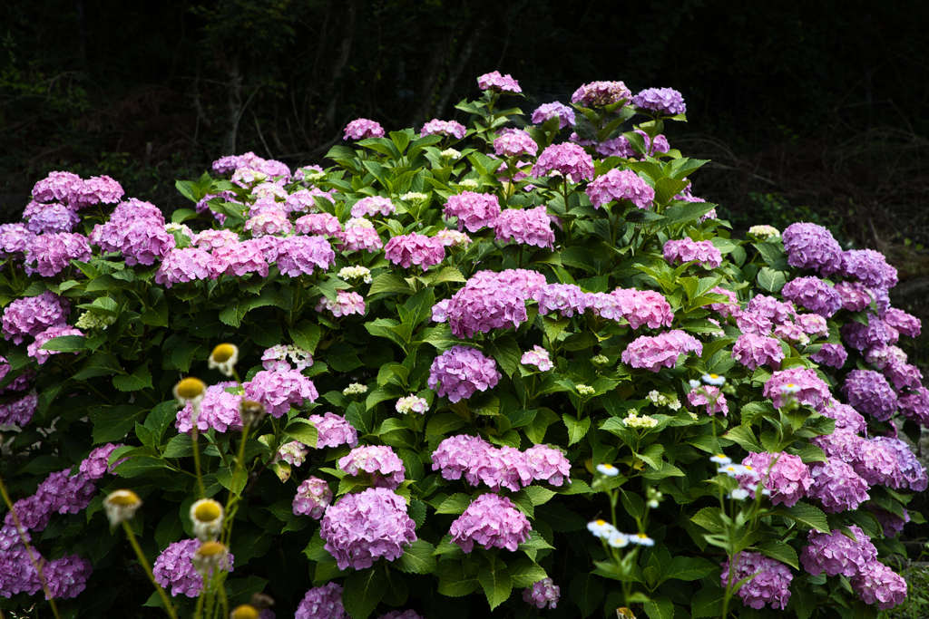 紫陽花
