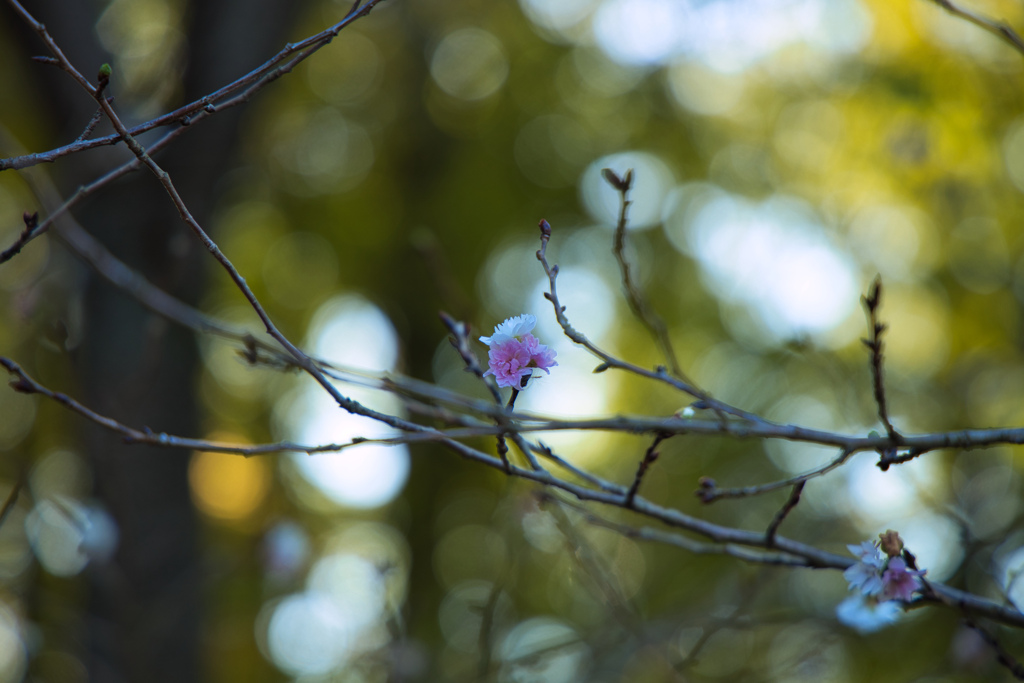 10月桜１