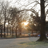 公園の朝陽