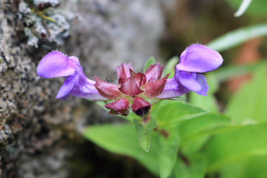 室堂の花４
