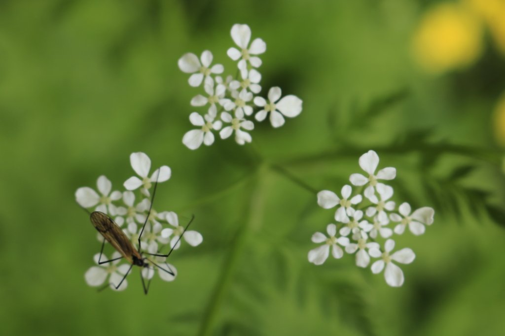 山の花と虫