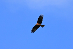 鳶２