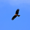 鳶２
