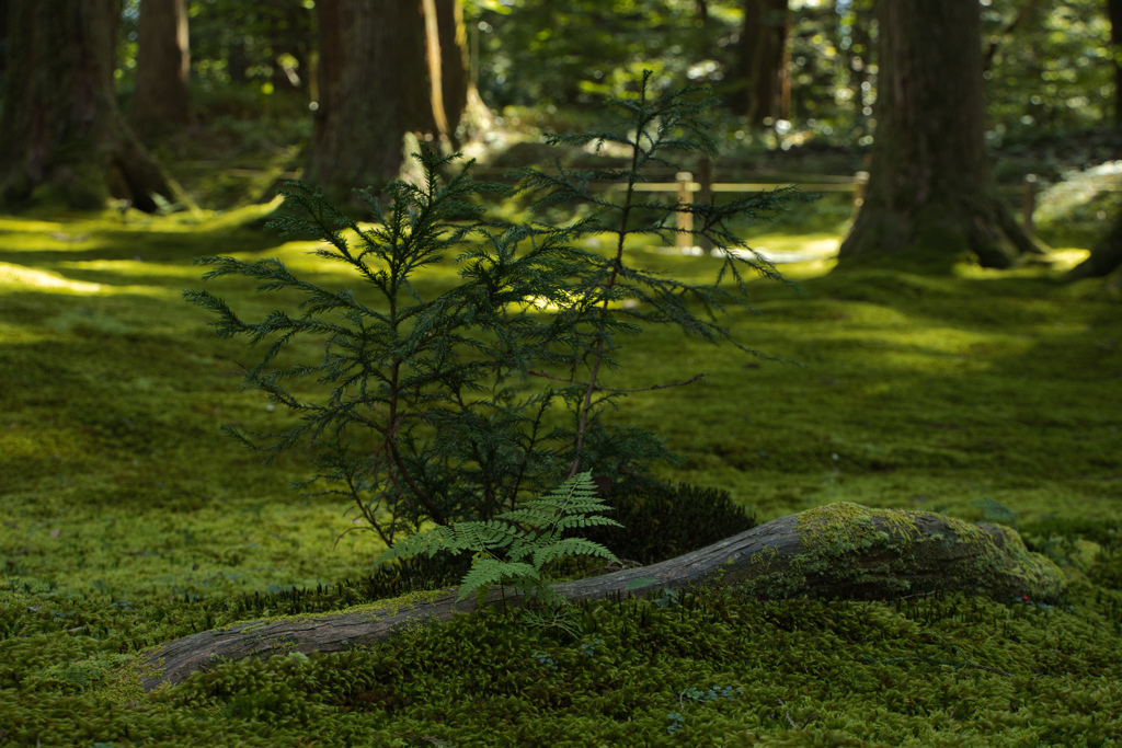 苔に包まれ